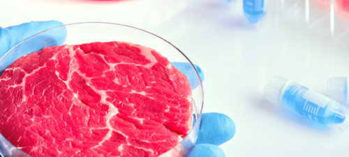 Cultured Meat - Das Fleisch der Zukunft