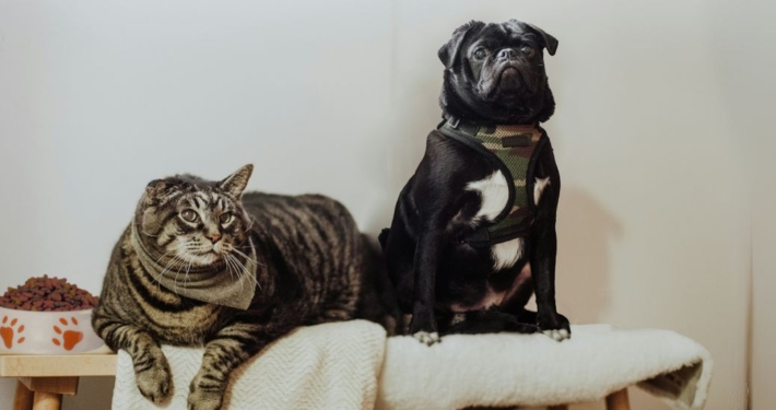 Futterhaus Case Study P&A Artikel