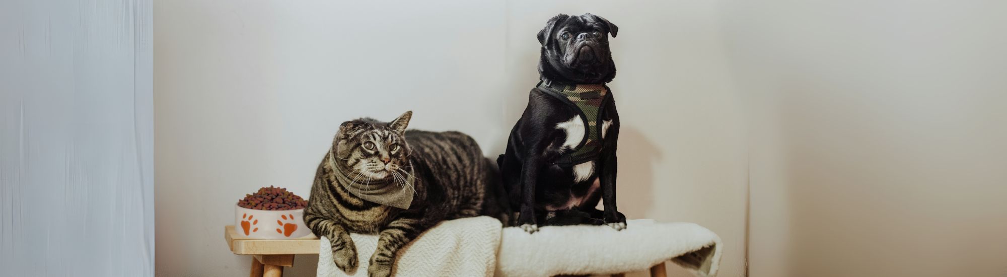 Futterhaus Case Study P&A Artikel