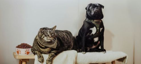 Das Futterhaus Artikel: Hypride Forschung